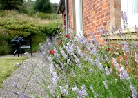 Lavendel